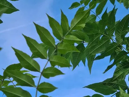 Wild Flora Music - Ash
