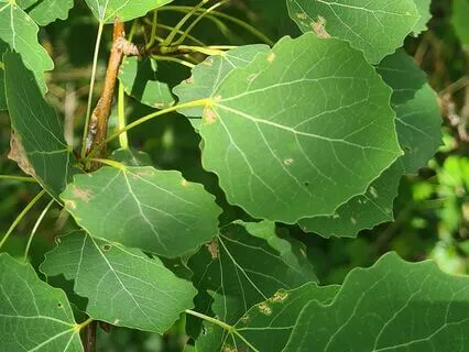 Wild Flora Music - Aspen