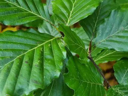 Wild Flora Music - Beech