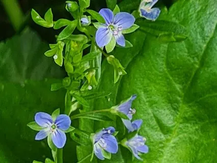 Wild Flora Music - Brooklime