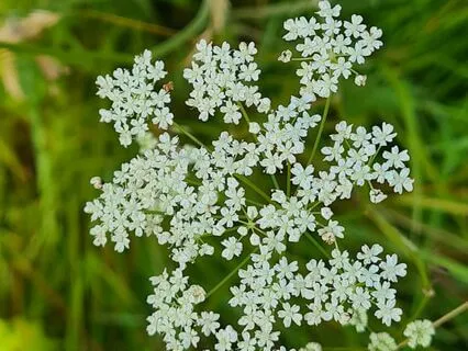 Wild Flora Music - Burnet Saxifrage