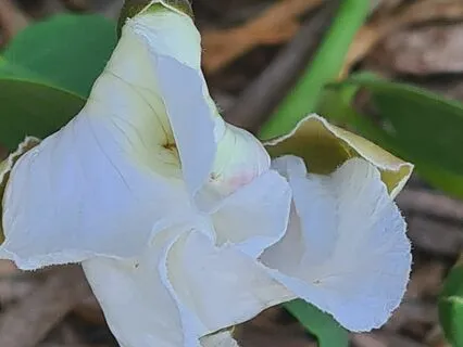 Wild Flora Music - Caper