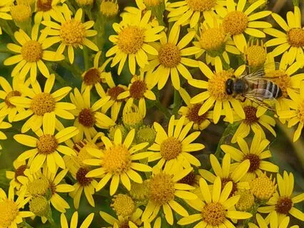 Wild Flora Music - Common Ragwort