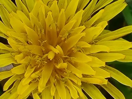Wild Flora Music - Dandelion