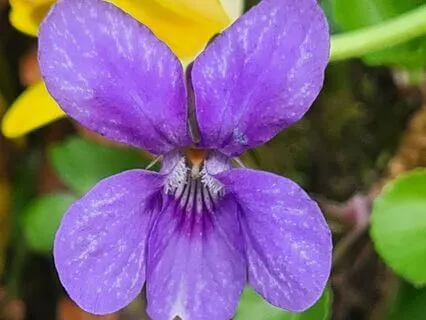 Wild Flora Music - Dog Violet
