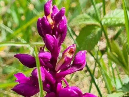Wild Flora Music - Early Purple Orchid