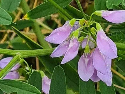 Wild Flora Music - Goat's Rue