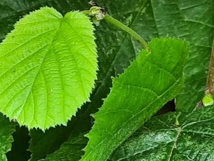 Wild Flora Music - Hazel