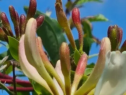 Wild Flora Music - Honeysuckle