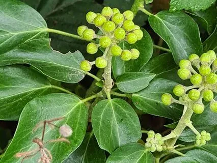 Wild Flora Music - Ivy