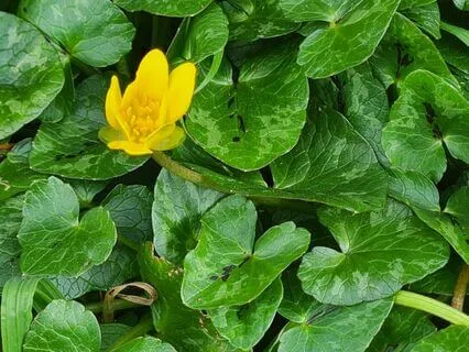 Wild Flora Music - Lesser Celandine