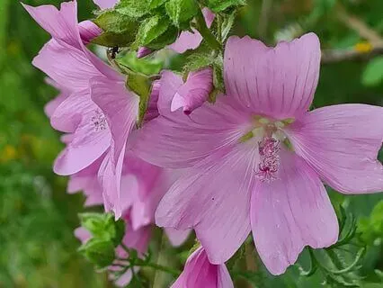 Wild Flora Music - Musk Mallow