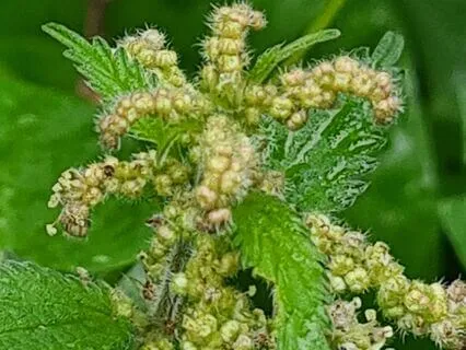 Wild Flora Music - Nettle