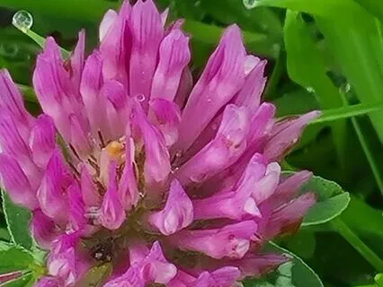 Wild Flora Music - Red Clover