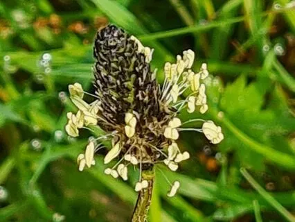 Wild Flora Music - Ribwort Plantain