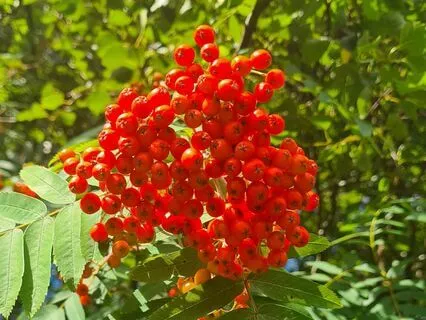 Wild Flora Music - Rowan