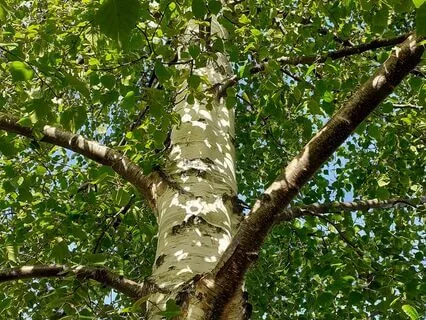 Wild Flora Music - Silver Birch