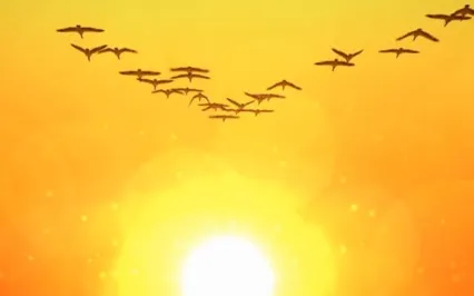 Wild Geese By Mary Oliver