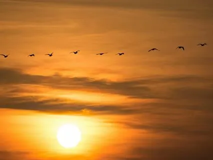 "Wild Geese", By Mary Oliver