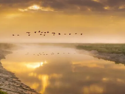 Wild Geese By Mary Oliver