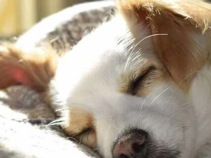 Wild‑Heart Healing: A Dog‑Led Meditation