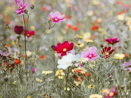 Wild Landscape Yoga Nidra