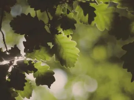 Wild Metta: A Nature-Based Loving Kindness Meditation