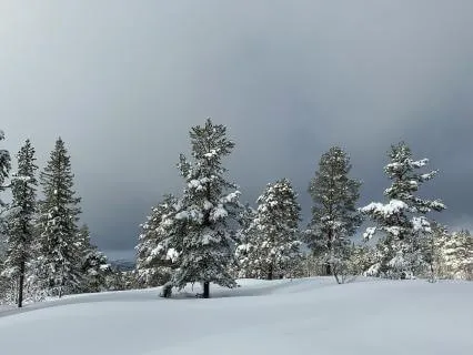 Wild Reconnection