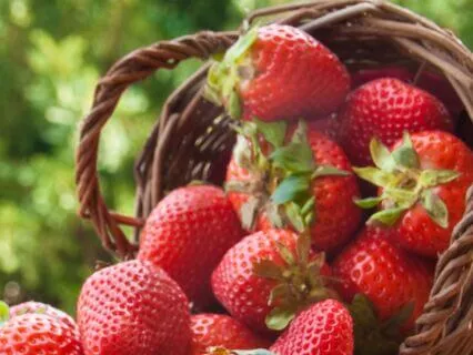 Wild Strawberry Patch Meditation Ambience