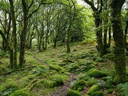 Wild Woodland Winds - White Noise For Sleep, Focus & Calm