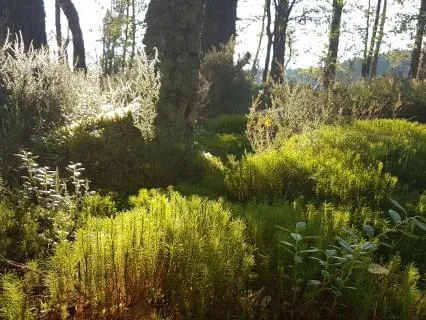 Wild Yoga Nidra: Abernethy Forest (Quiet Ending)
