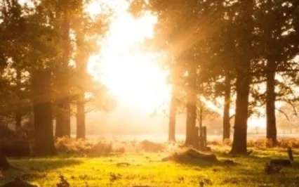 Wild Yoga Nidra For Summer - Finding Joy And Letting Go