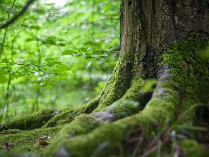 Wild Yoga Nidra: Moonbathing In The Evening Woods