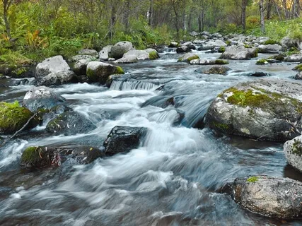 Wilderness Stream | Peaceful Water Sounds With Deep Forest Ambience