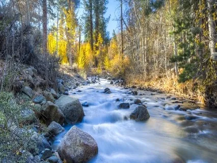 Wilderness Stream: Peaceful Water Sounds With Deep Forest Ambience