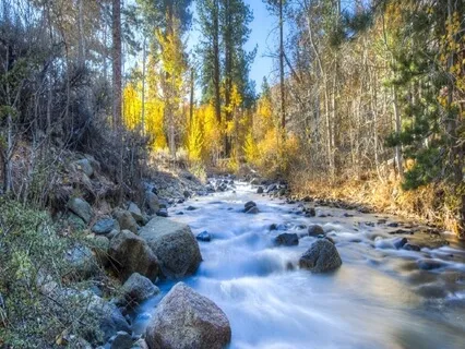 Wilderness Stream | Relaxing Nature Sounds For Stress Relief