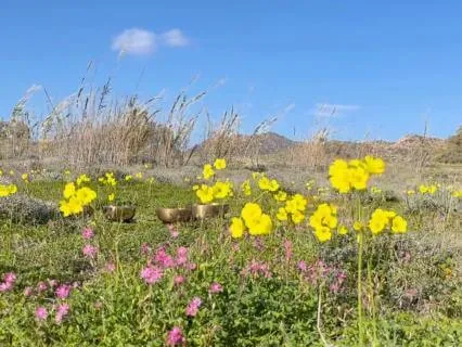 Wildflower Field Sound Bath With 4 Tibetan Singing Bowls