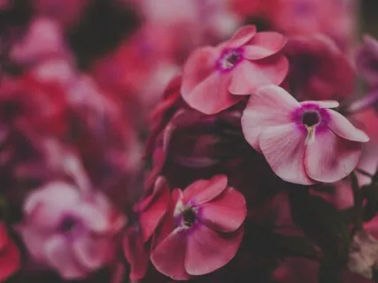 Wildflower Medicine Meditation