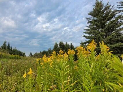 Wildflower Song Indigenous Hand Drumming