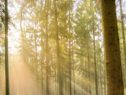 Wildflowers As Glimmers In The Caregiving Journey