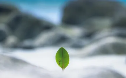 Willingness – Addiction Recovery