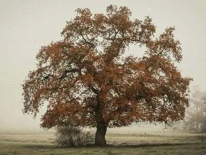 Willow Secrets: A Celtic Sound Journey Beneath The Moonlight