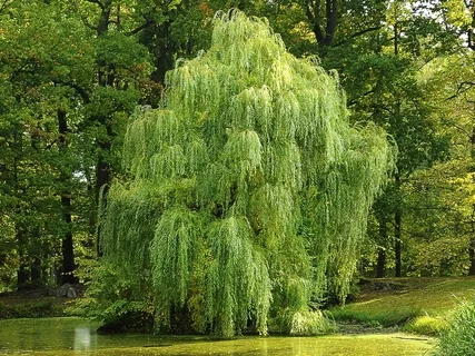 Willow Tree Meditation