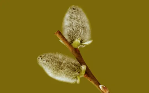 Willow Wisdom: Listening To The Intelligence Of Nature