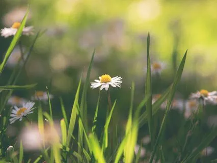 Willpower Integrated Meditation