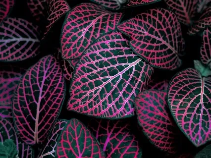  Guided Breath Work (4 Rounds) And DMT Breath (1 Round)