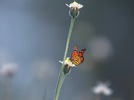 Wind And Butterfly II