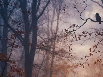 Wind and Leaves for Autumn Sleep