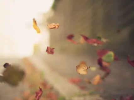 Wind & Leaves (1 Hour)