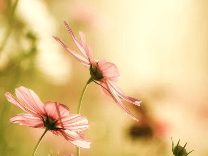 Wind Chime And Tibetan Singing Bowl Sound Session